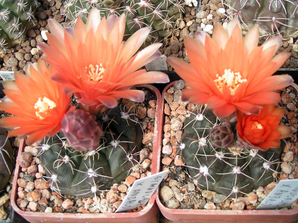 Gymnocalycium x anbald